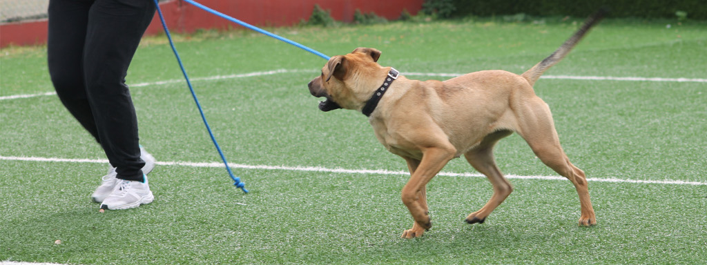 Educazione del cane