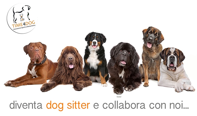 dog sitter bari