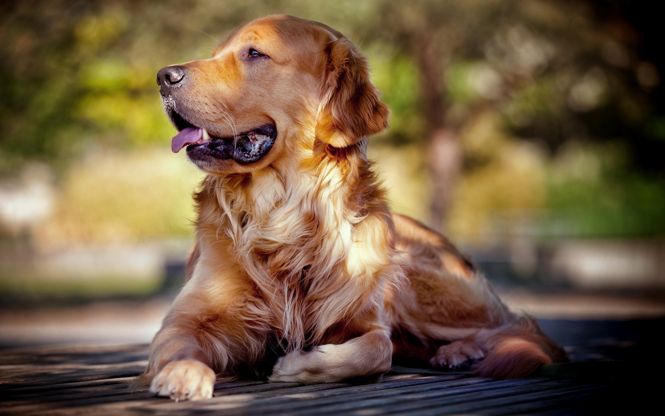 golden retriever dog wide wallpaper hd 49692 51370 hd wallpapers