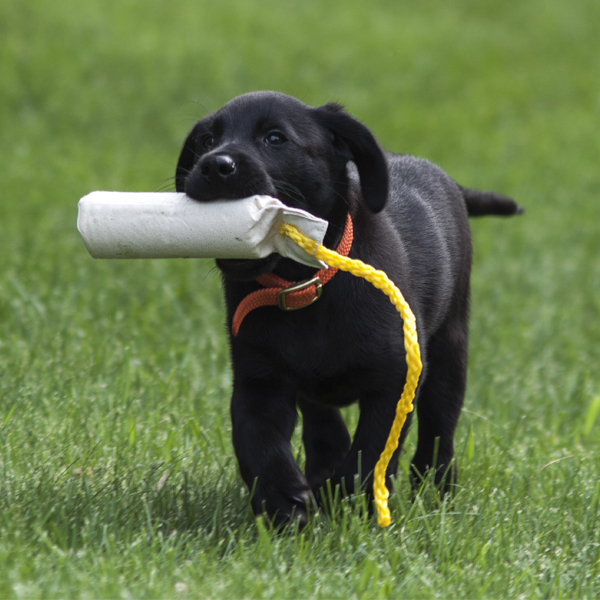 puppy lab